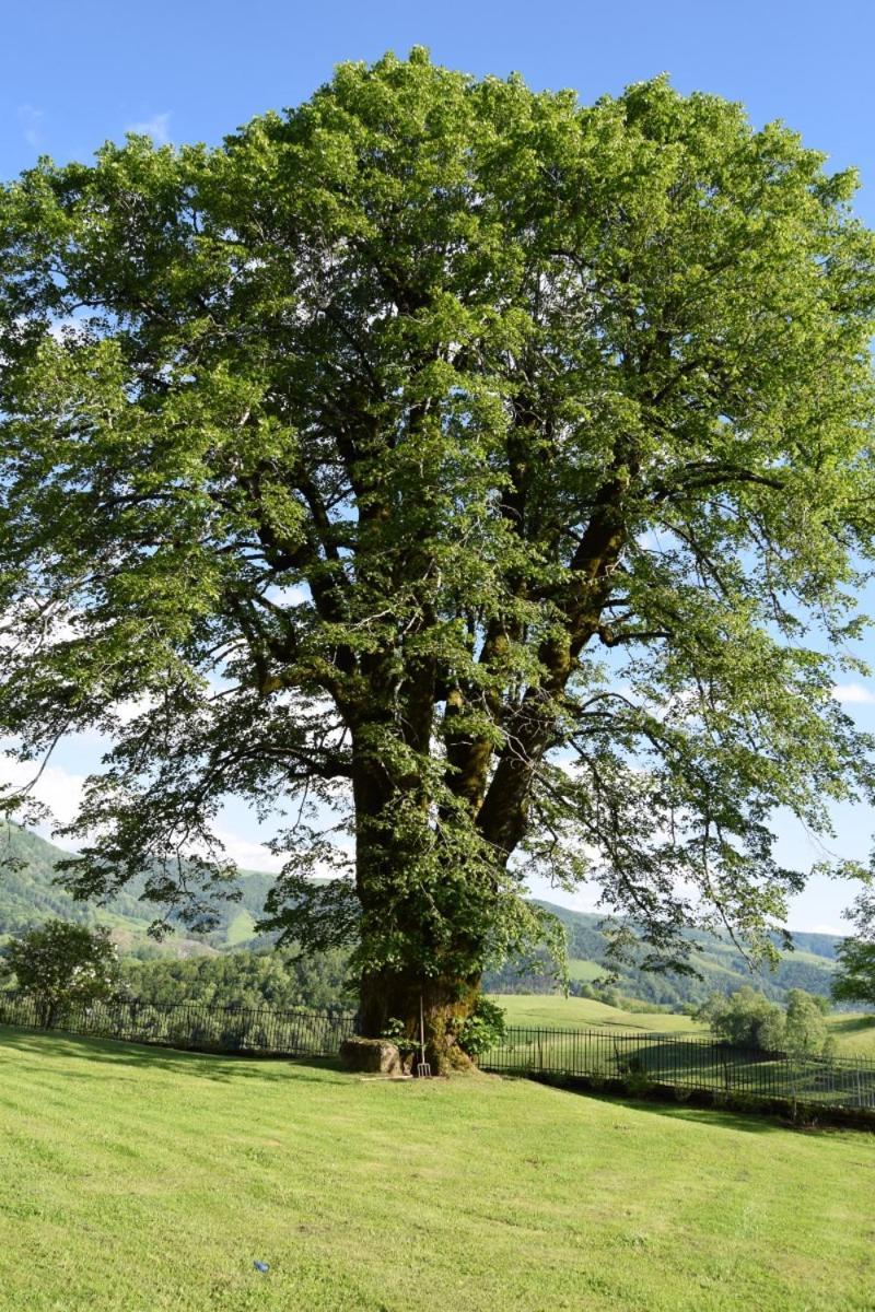 Gite 4 Personnes Dans Le Cantal Animaux Bienvenus Lascelle Exterior photo